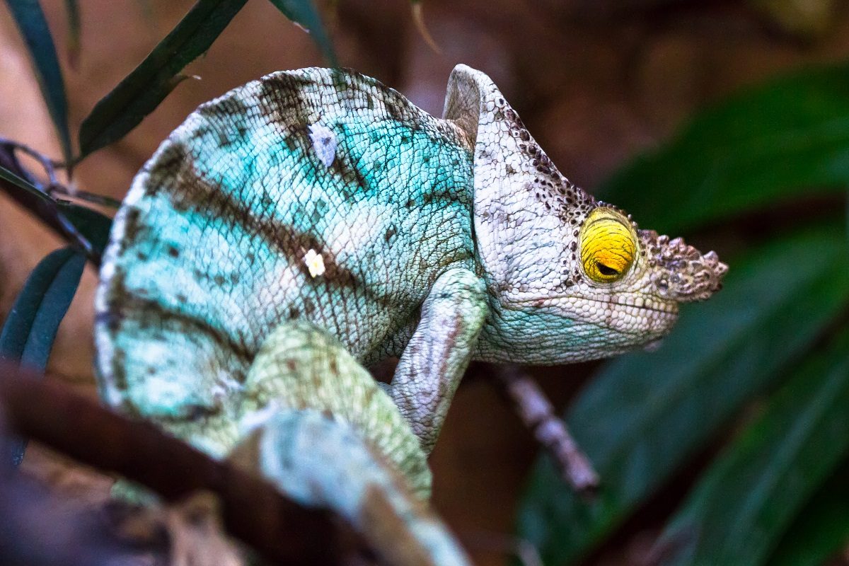 lézards étonnants