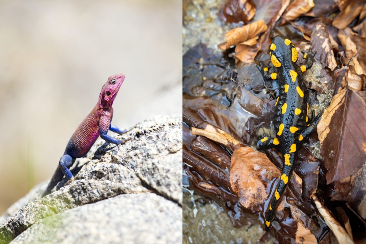 gecko et salamandre différences