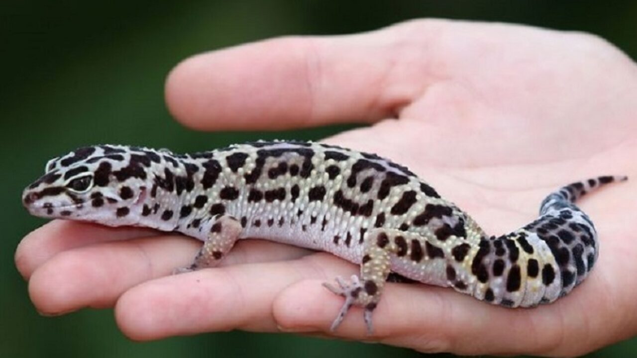 Comment S Amuser Avec Un Gecko Leopard Comment S Amuser Avec Un Gecko Leopard