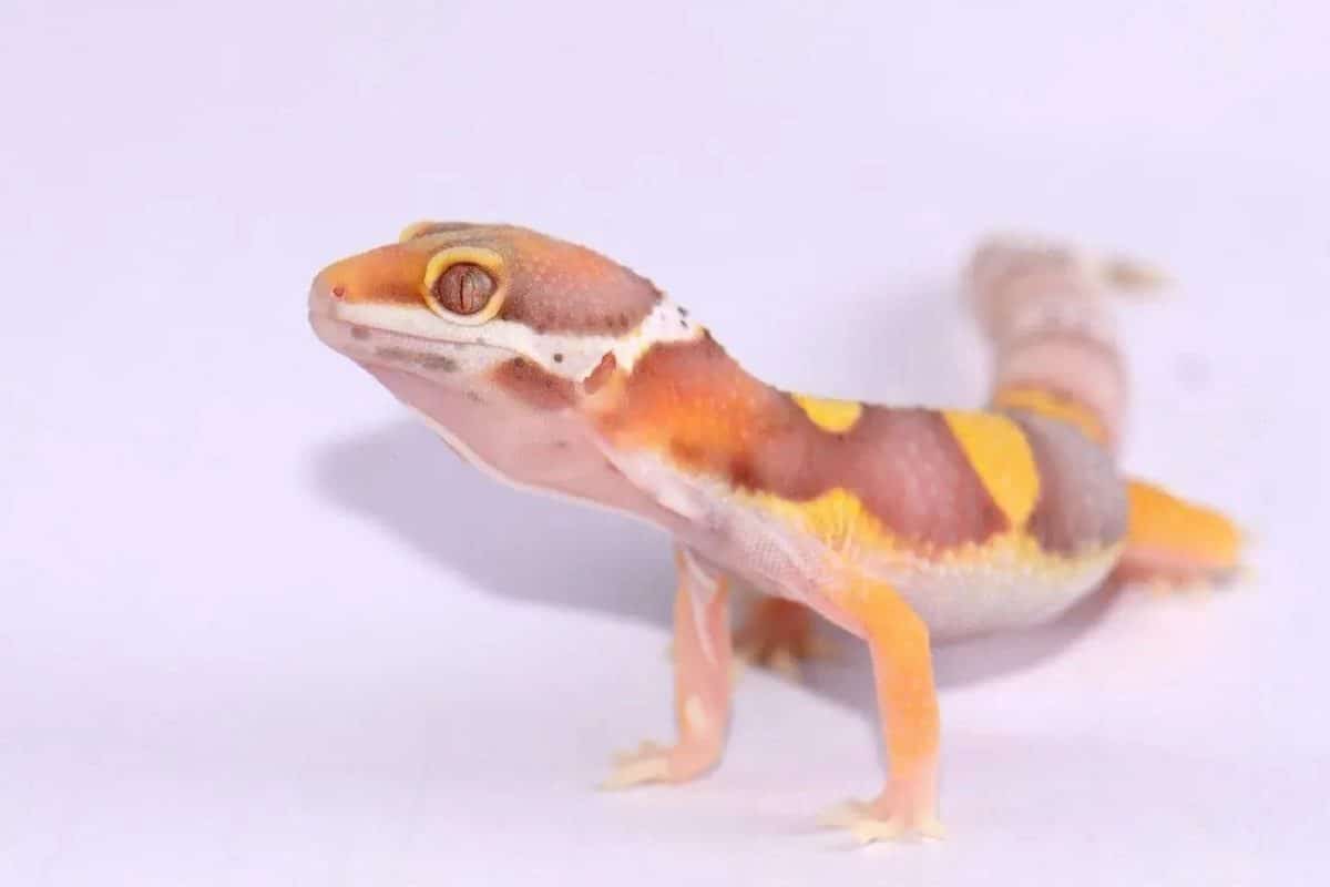 gecko léopard albinos