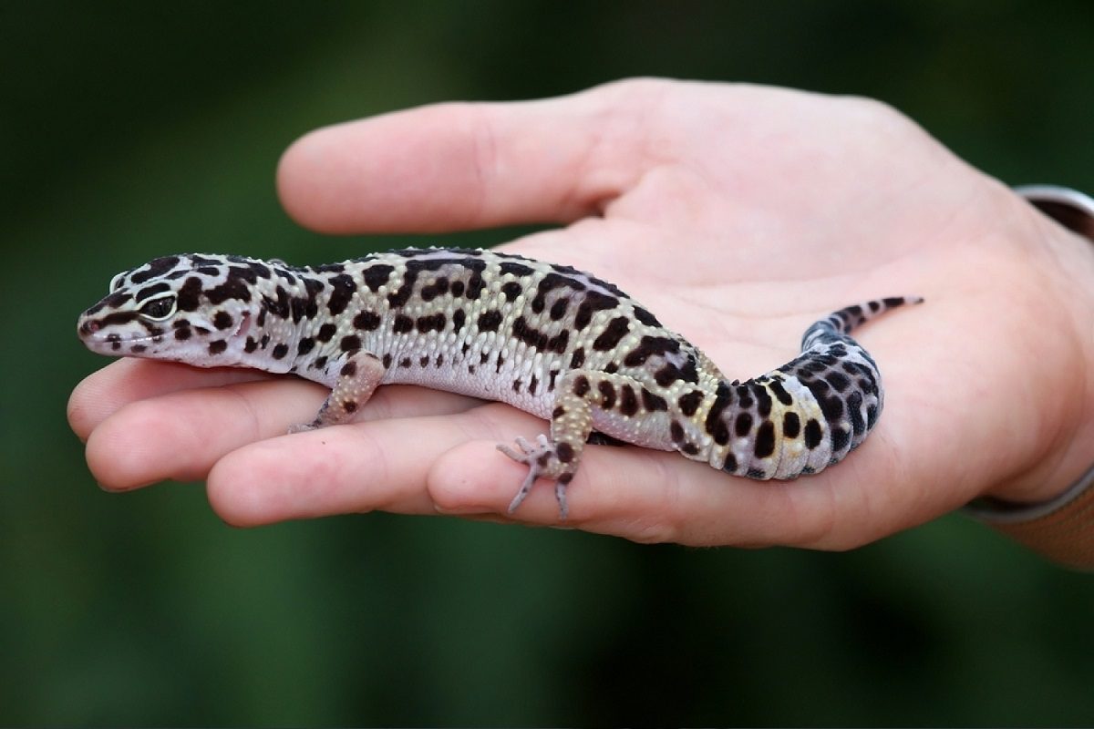 Comment tenir un gecko léopard