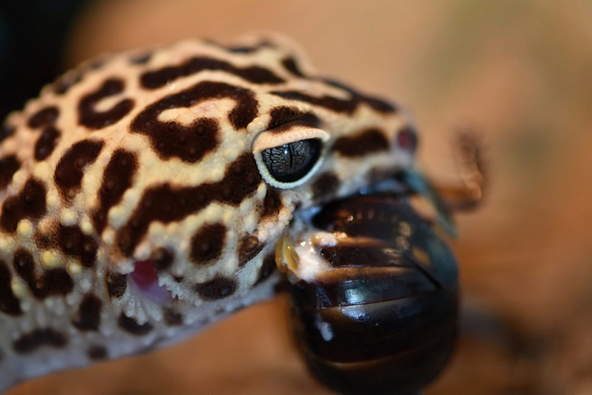 Comment nourrir un gecko léopard