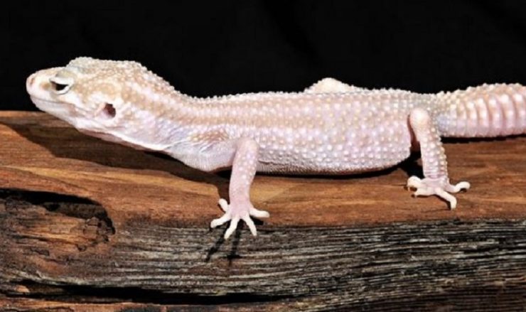 gecko leopard albinos