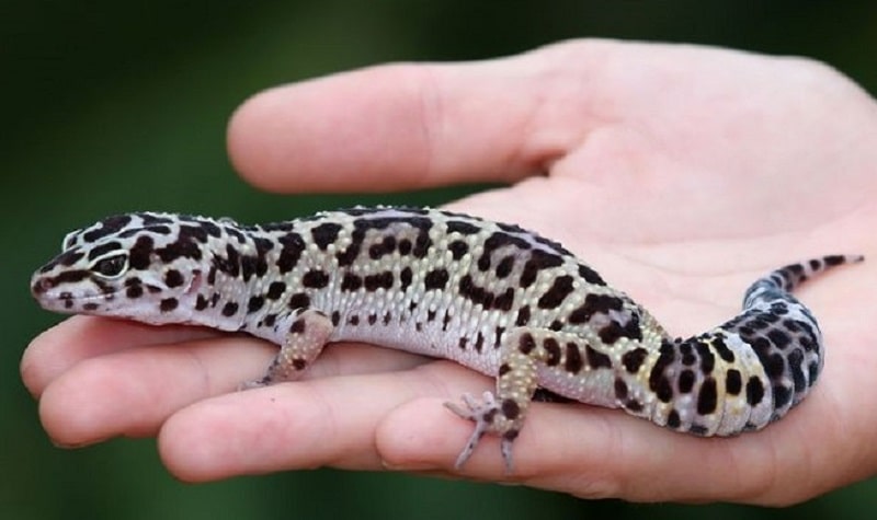 jouer avec gecko leopard