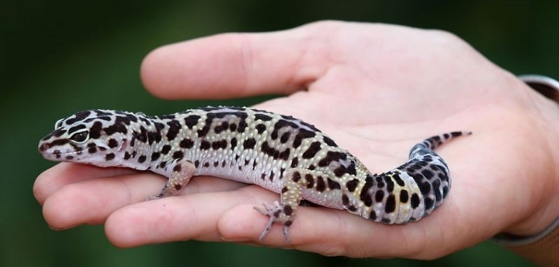 s'amuser avec un gecko léopard