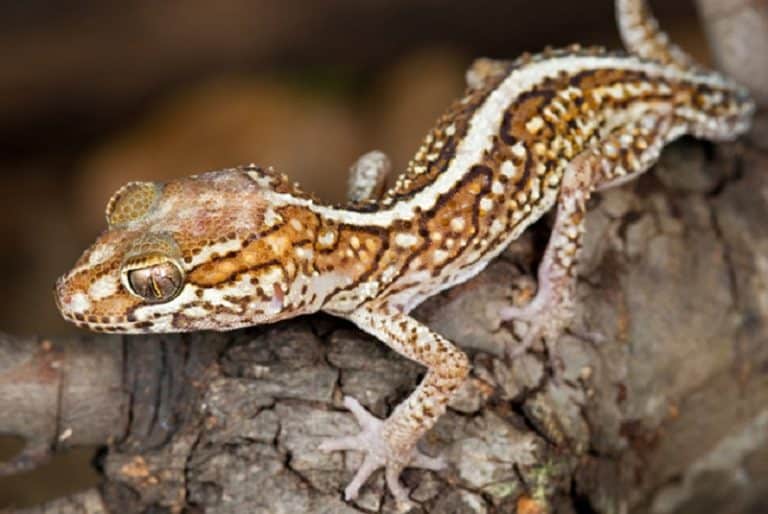 Choisir un gecko