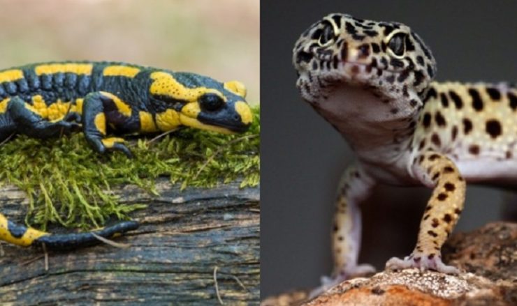 gecko vs salamandre