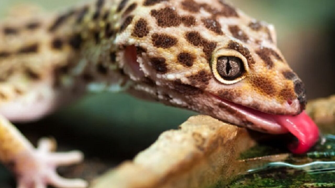 Comment Nourrir Un Gecko Leopard Toutes Les Reponses Comment Nourrir Un Gecko Leopard Toutes Les Reponses