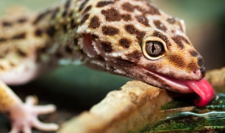 nourrir gecko leopard