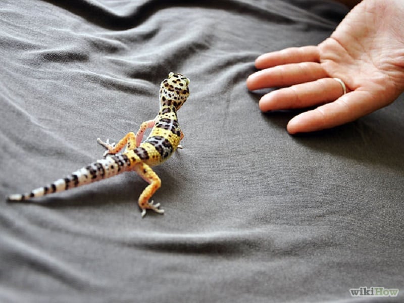 tenir gecko léopard