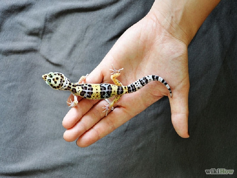 tenir le gecko léopard
