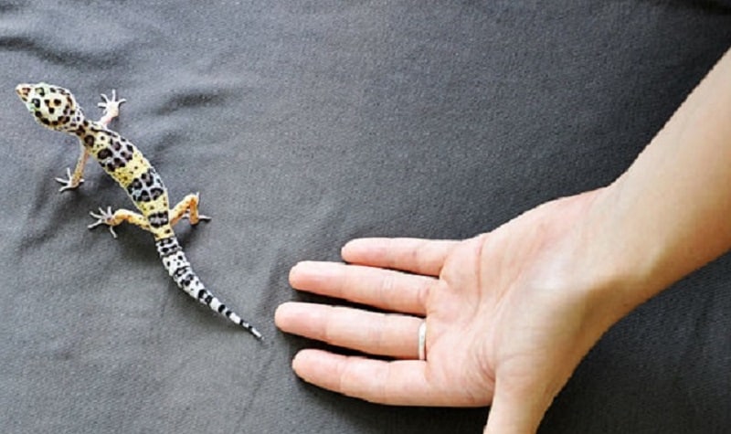 tenir un gecko leopard