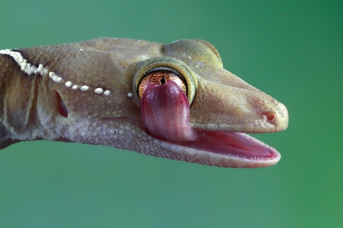 tête gecko ligné
