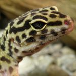 jouer avec un gecko léopard