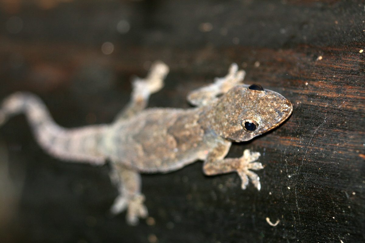 Informations générales sur le gecko