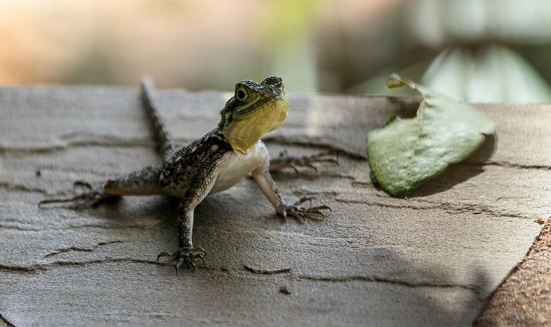lezard rigolo