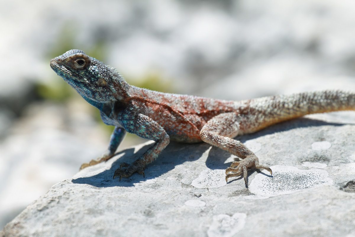 Faits amusants sur les lézards