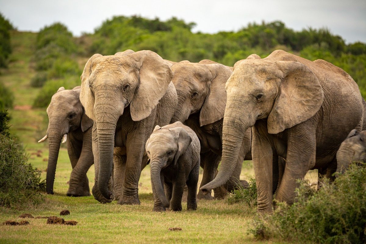 Les éléphants apprennent-ils à éviter les braconniers