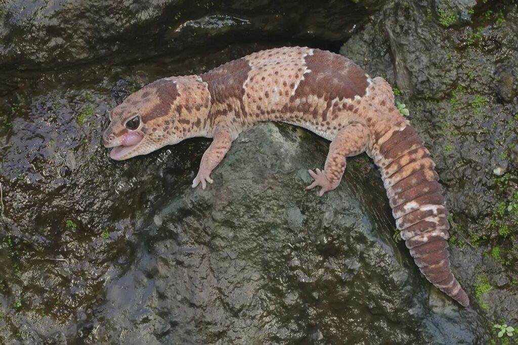 Le gecko à queue grasse africain Hemitheconyx caudicinctus