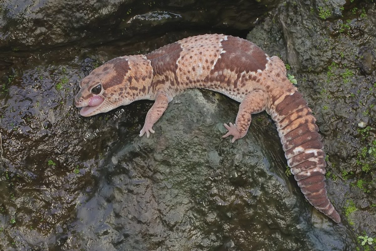 gecko à queue grasse africain