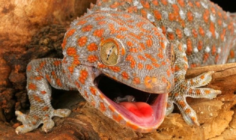 morsure de gecko