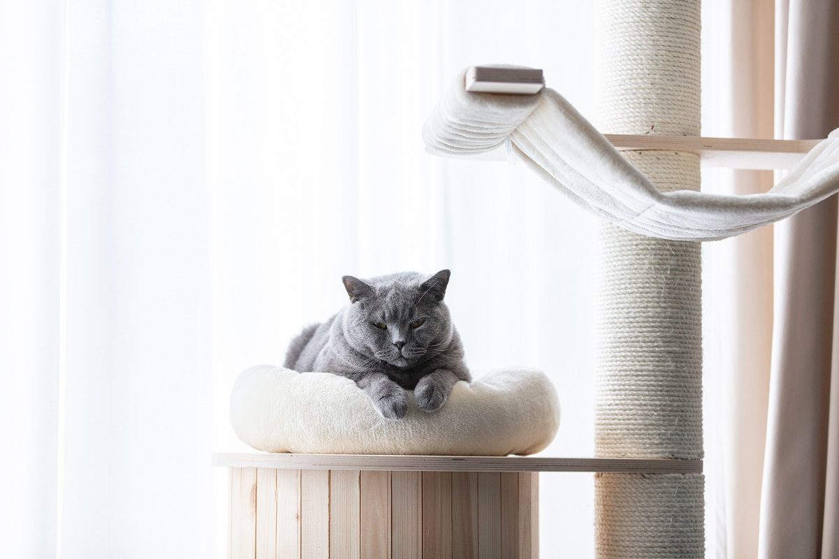Pourquoi les chats ont besoin de meubles à chat