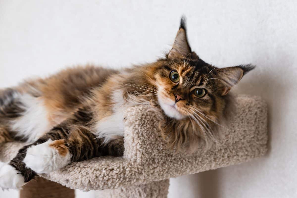 enseigner chat aimer arbre à chat