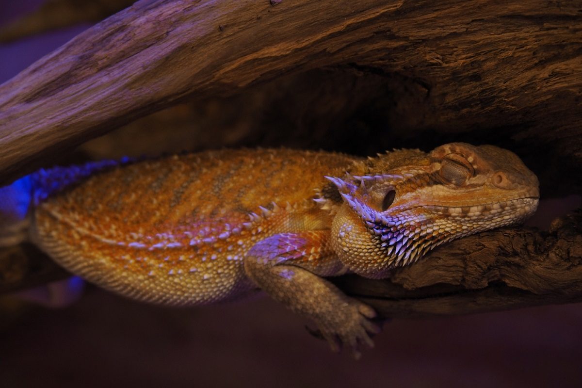 hibernation dragon barbue