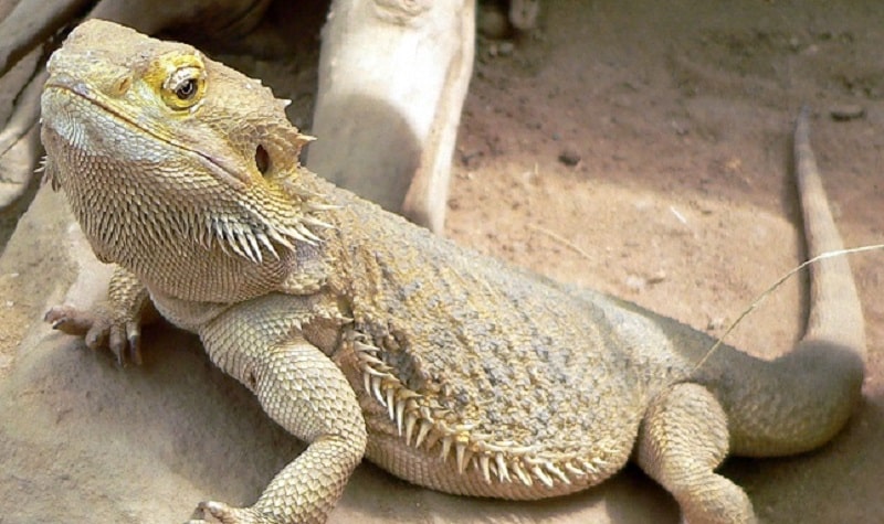 Sante Du Dragon Barbu Atadenovirus Wasting Disease Star Gazing
