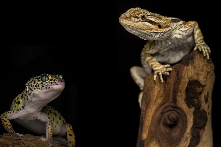 Gecko léopard ou dragon barbu