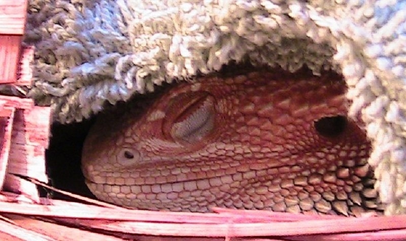 hibernation gecko barbu
