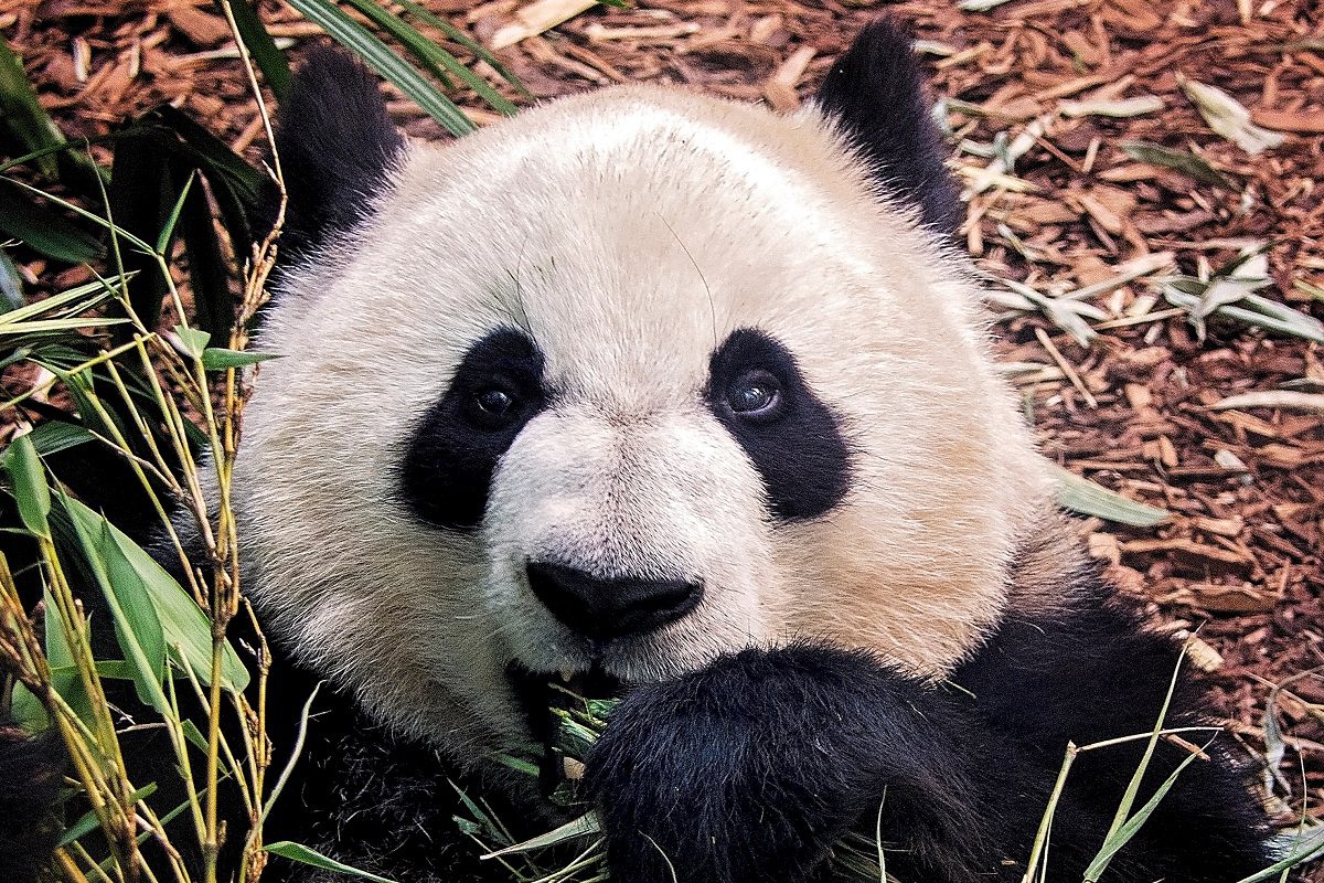 sauver le panda