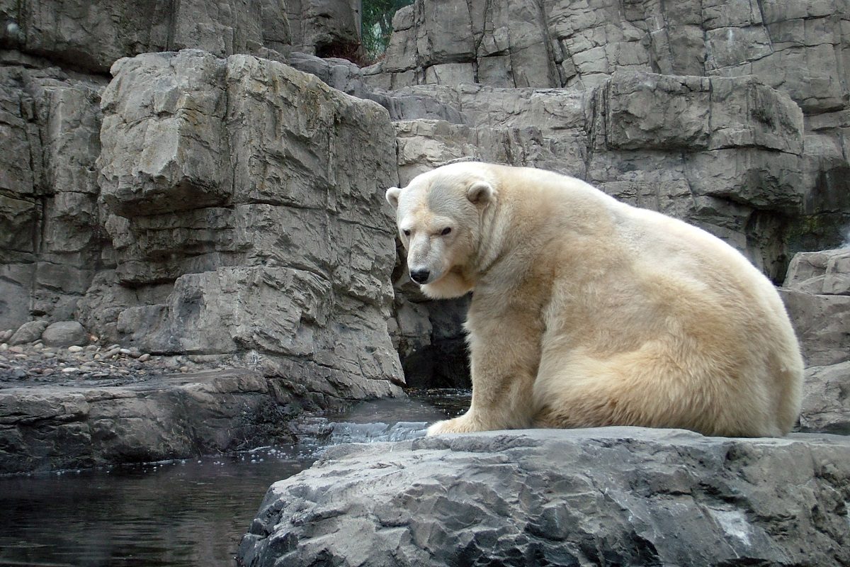 La vérité à propos des zoos