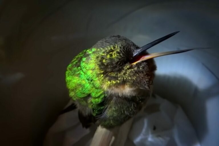 Ce colibri endormi semble ronfler, mais ce n'est pas le cas