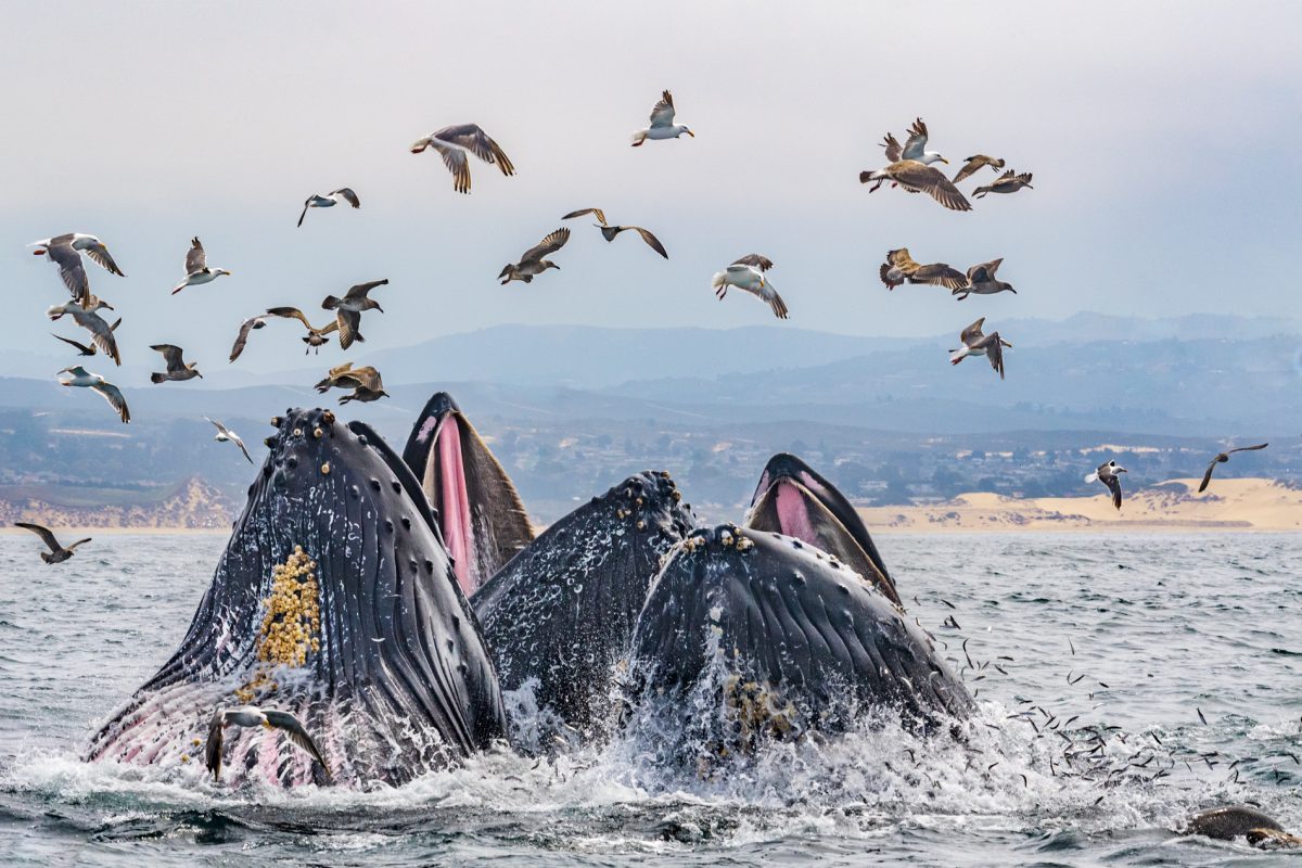 La beauté de la nature à travers la photographie