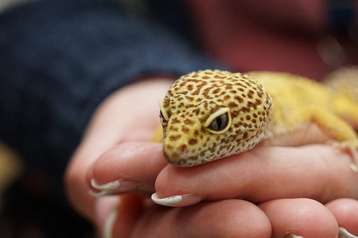 Partir en voyage / vacances avec (et sans) vos geckos