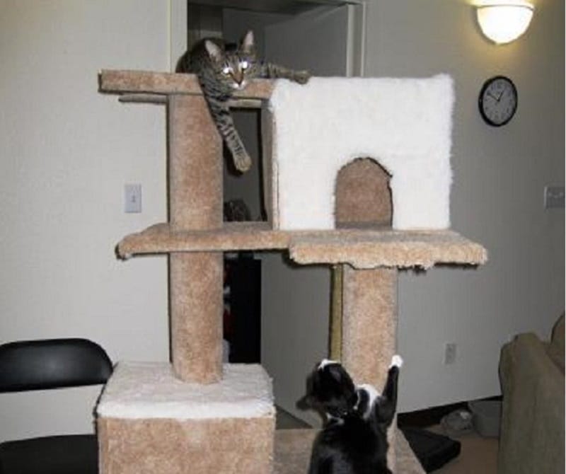 comment construire un arbre à chat
