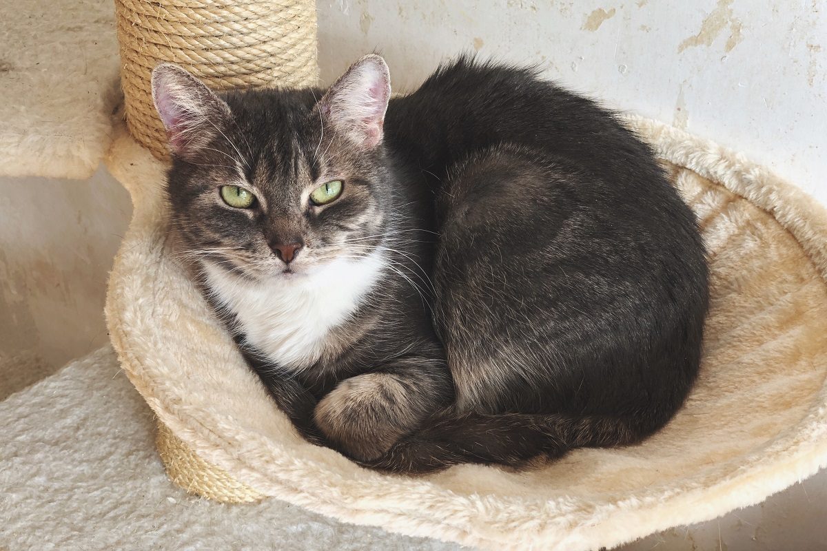 Comment faire un arbre à chat