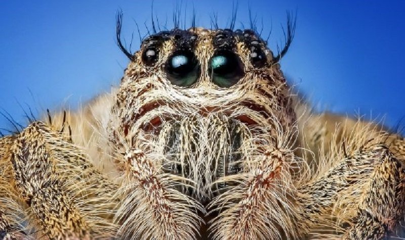 monstres de la nature
