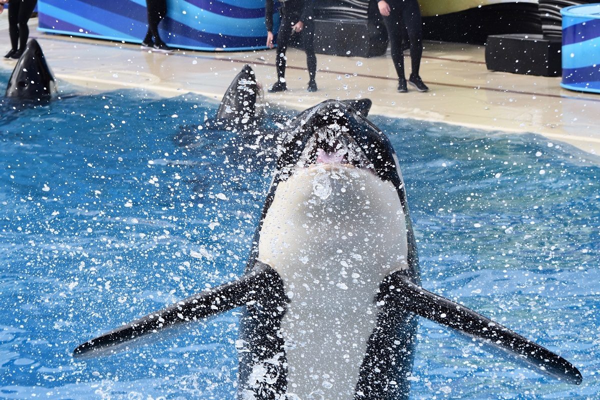 Orques en captivité effet Blackfish