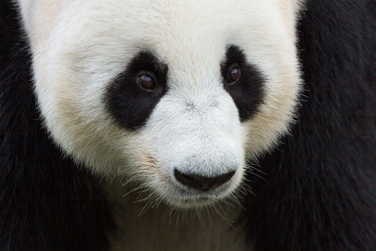 la protection des pandas