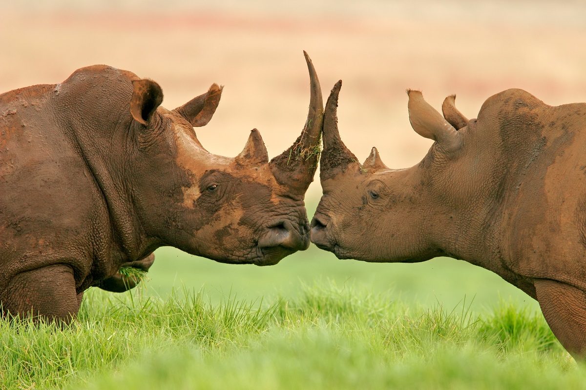 rhinocéros danger cornes