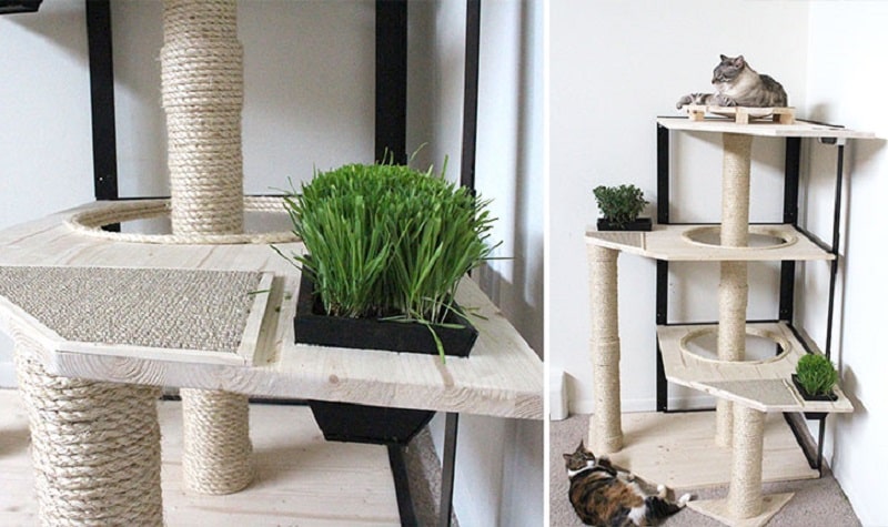 un arbre à chat