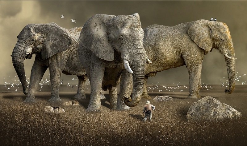 braconnage éléphants