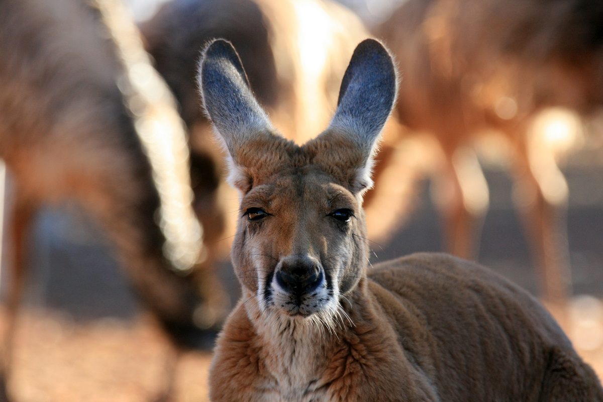 massacre des kangourous en Australie