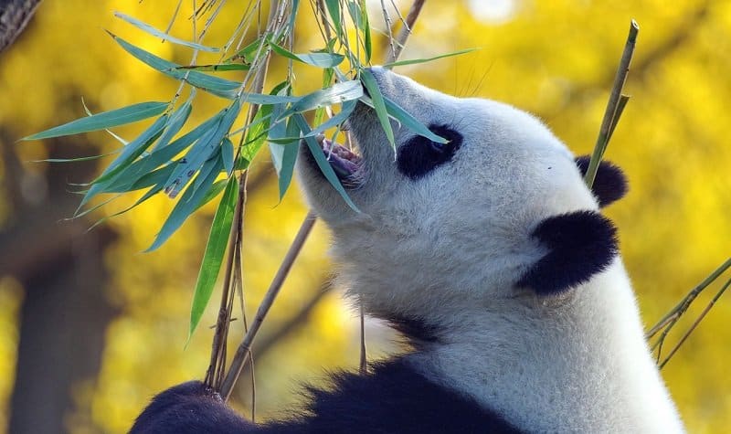 panda geant