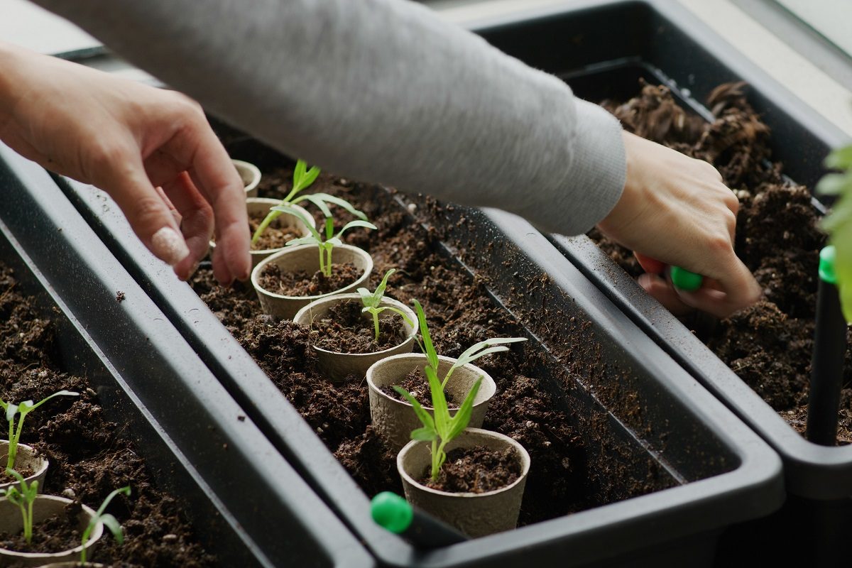 graines planter potager terrasse