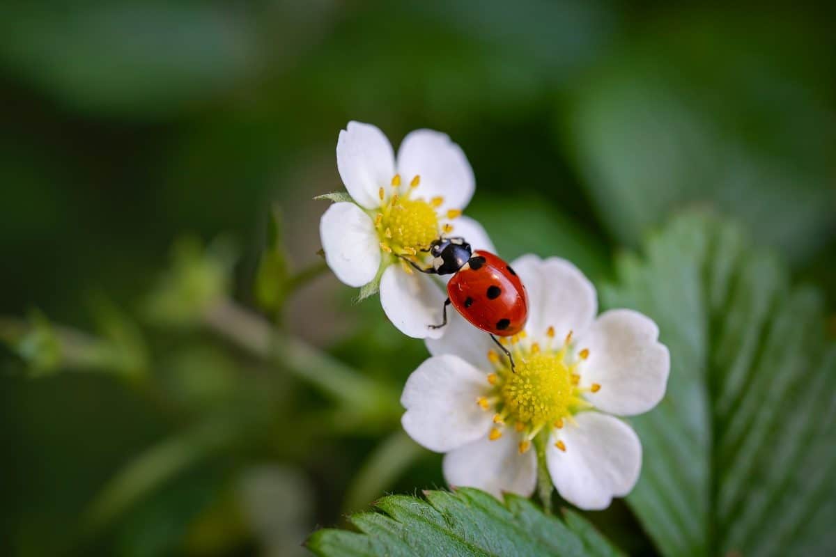 Comment attirer les insectes dans son jardin