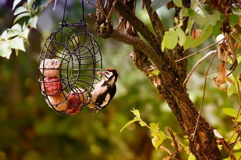 Comment Attirer Les Oiseaux Dans Un Jardin Conseils