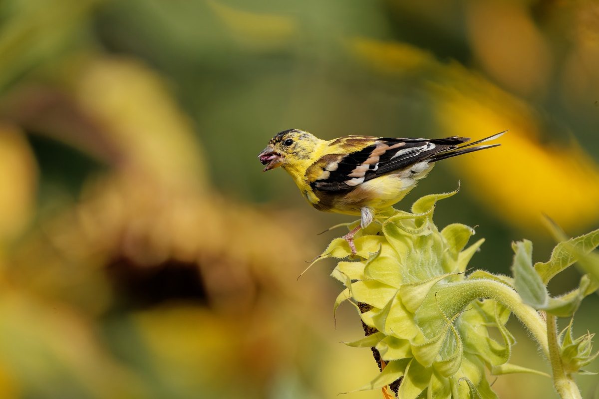 Plantes pour nourrir les oiseaux